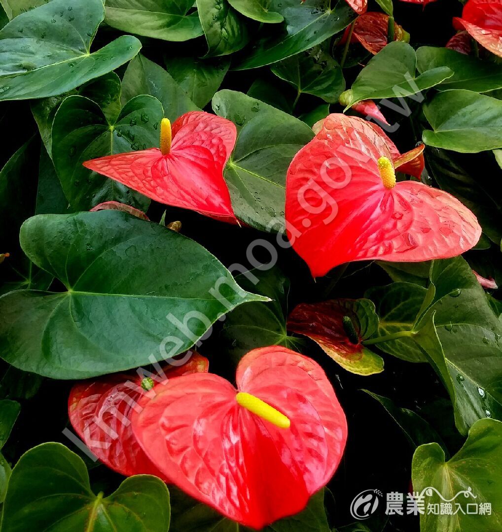 anthurium-2454383_1280