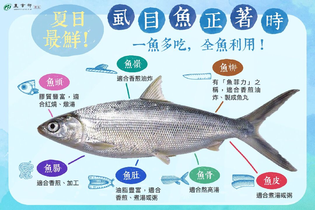 虱目魚正著時 虱目魚正著時