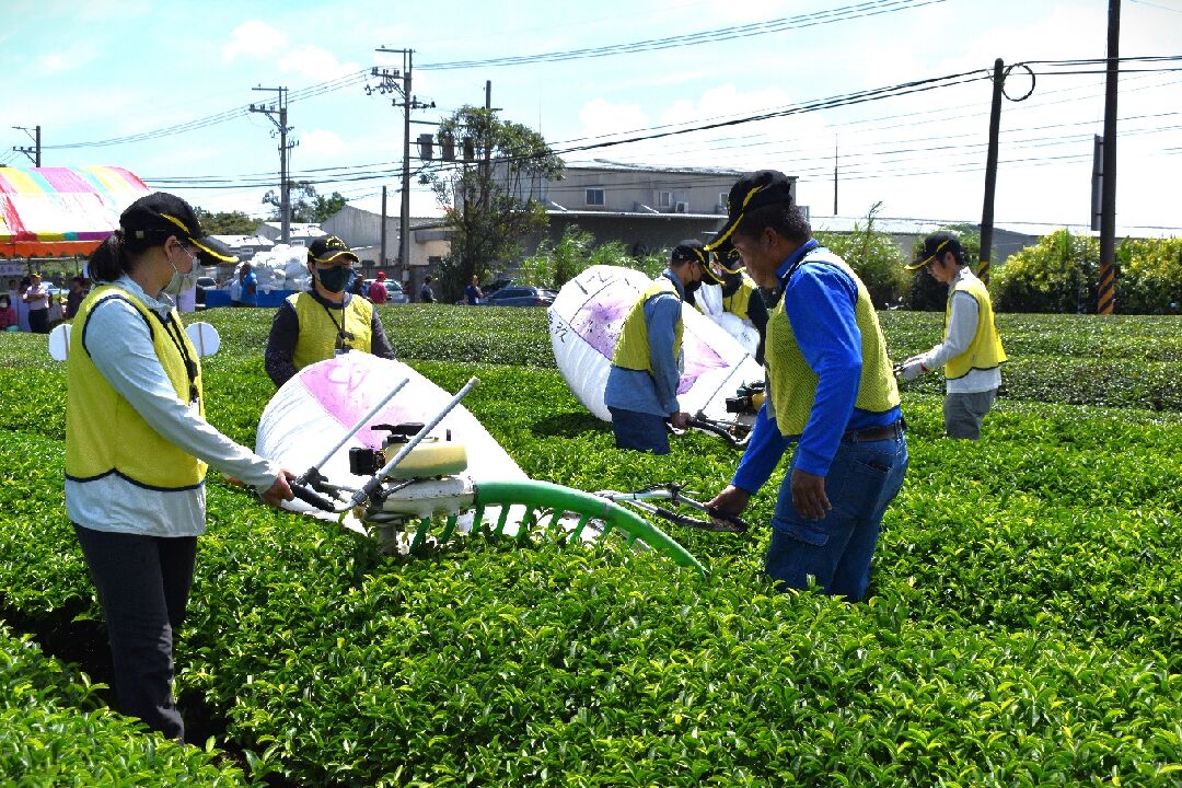 圖四、「2023全國機採茶菁技術競賽」新竹縣關西鎮選手競賽情形