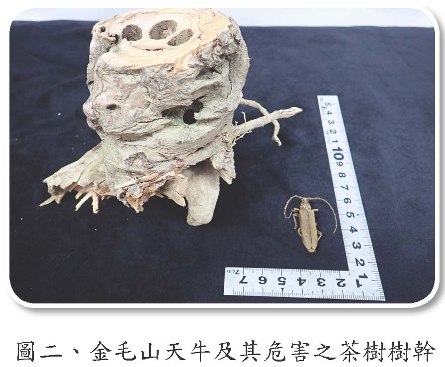 金毛山天牛及其危害之茶樹樹幹