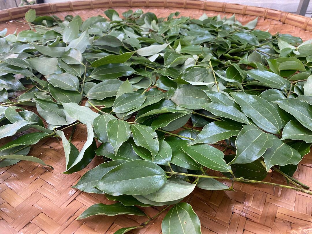 圖一、肉桂醛型之土肉桂葉片。 圖一、肉桂醛型之土肉桂葉片。