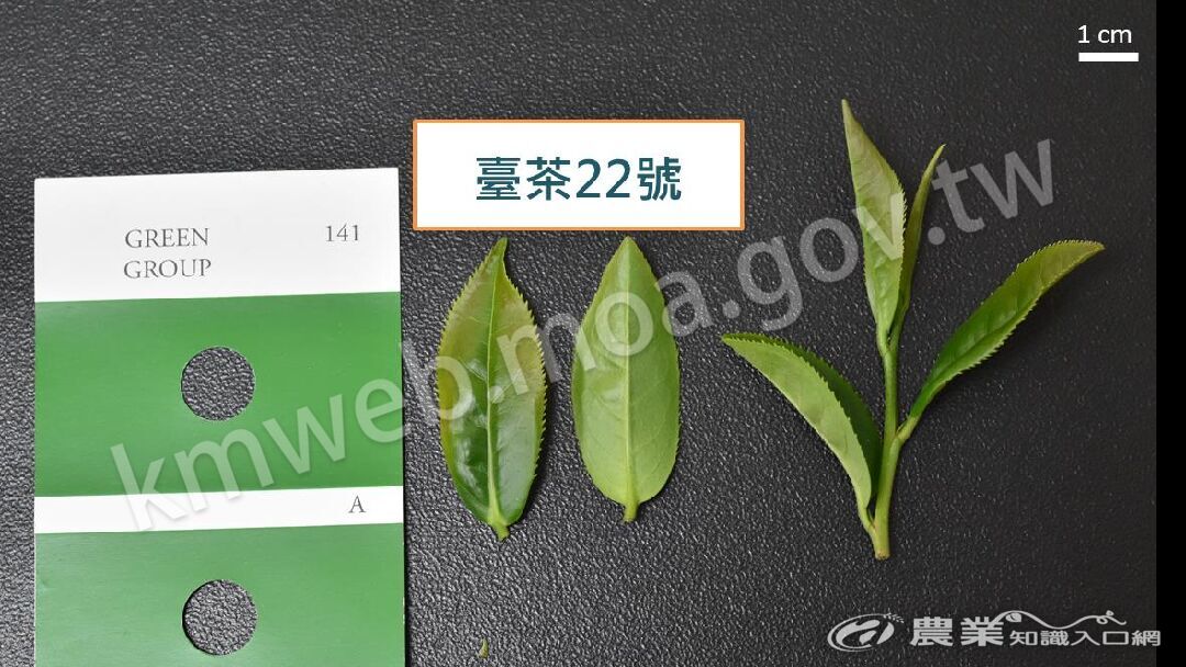圖二、臺茶22號茶芽外觀