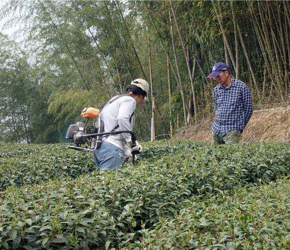 圖2、茶園除草實作訓練