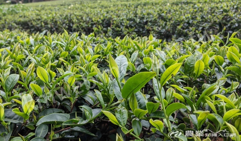 圖一、臺茶22號田間生長情形