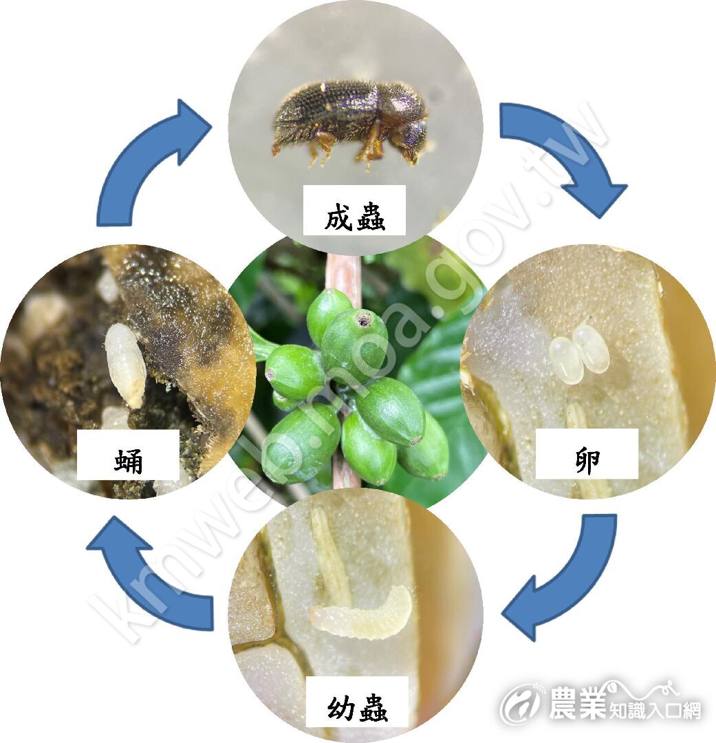 圖一、咖啡果小蠹鑽蛀咖啡果實,於果實中完成生活史 圖一、咖啡果小蠹鑽蛀咖啡果實,於果實中完成生活史