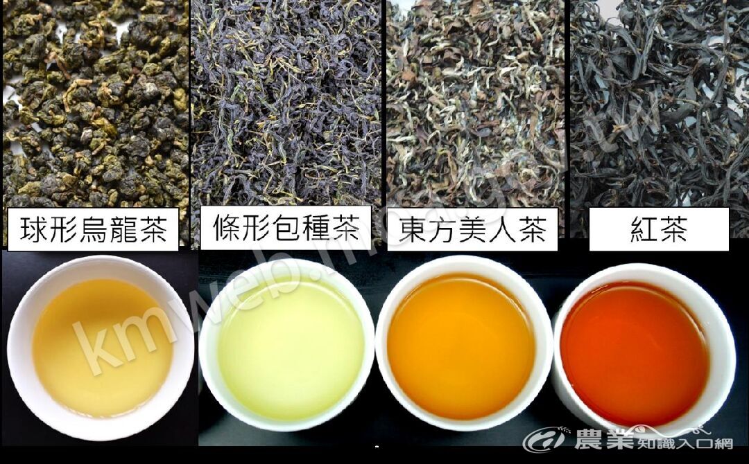 圖三、臺茶22號適製性廣，品質均表現優異