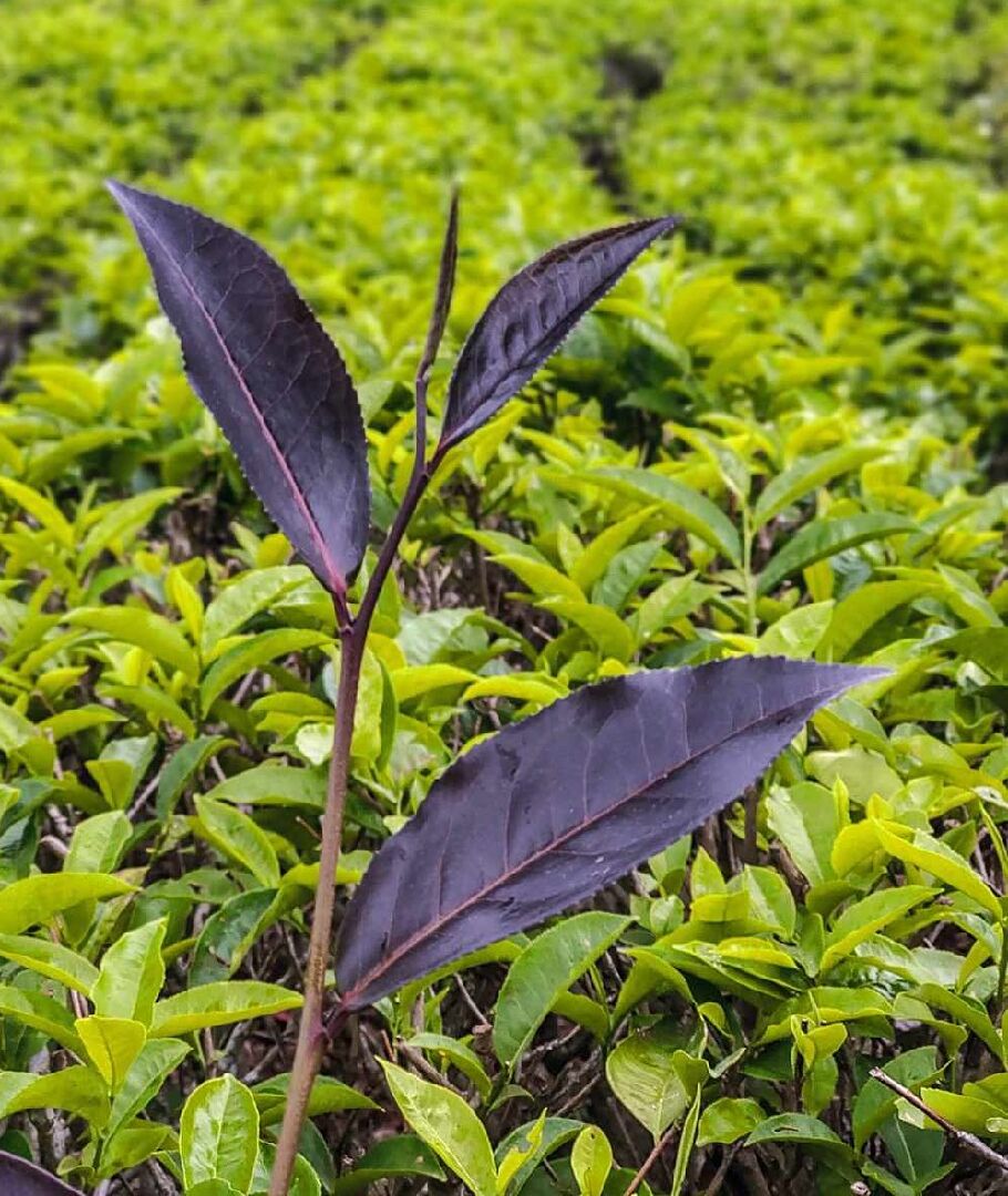 圖一、臺茶25號紫紅色芽葉