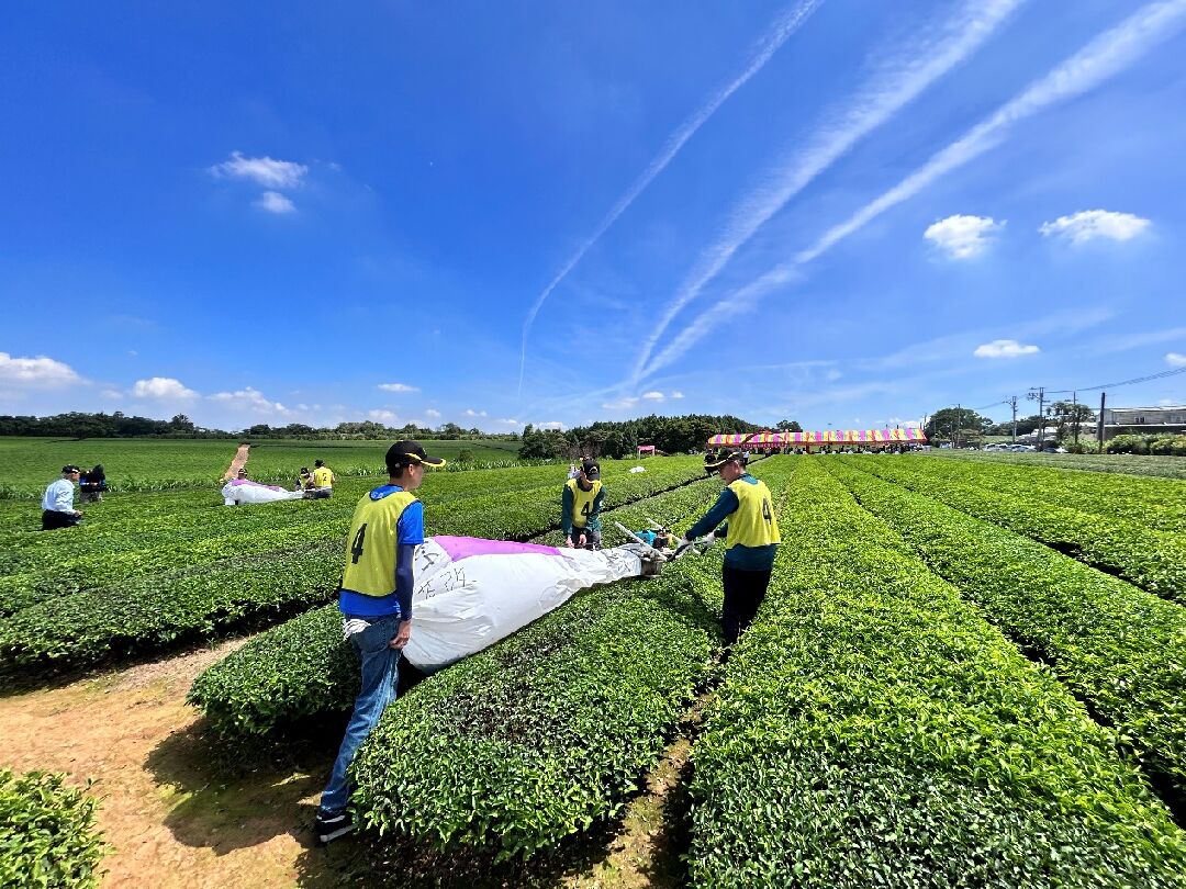 圖五、「2023全國機採茶菁技術競賽」桃園市平鎮區選手競賽情形