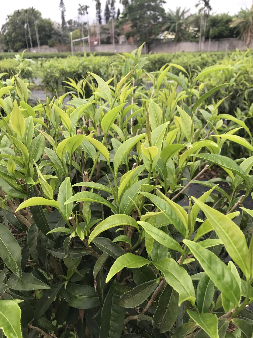 圖一、臺茶24號「山蘊」茶樹