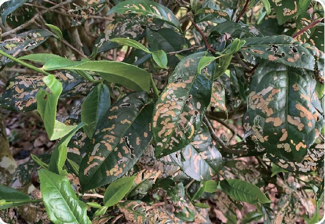圖四、黃紋紅頸斑蛾主要危害成熟葉，造成條狀病徵