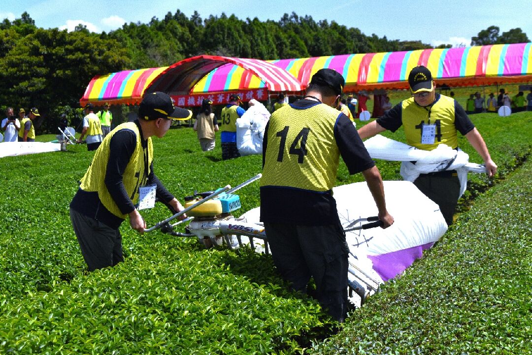 圖八、「2023全國機採茶菁技術競賽」臺北市木柵區選手競賽情形