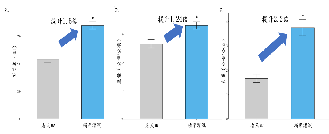 圖2__2025年精準灌溉與傳統灌溉處理之茶菁芽數及產量對比分析。