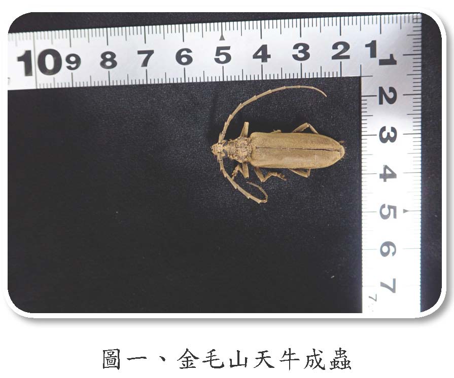 金毛山天牛成蟲