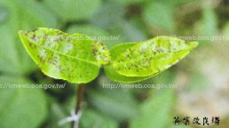 綠盲椿象危害茶芽部位