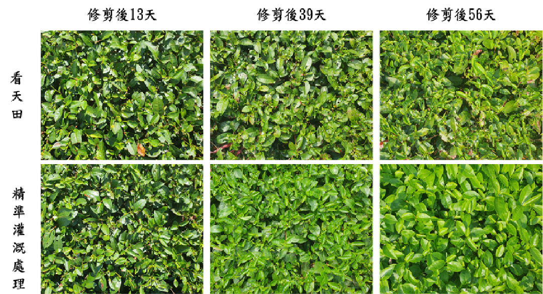 圖1_2025年秋冬季（8-10月）枯水期看天田與精準灌溉處理茶芽生長狀況之比較