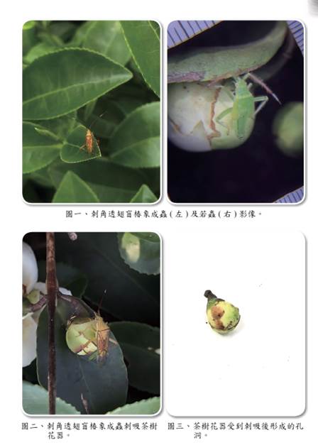 刺角盲椿象