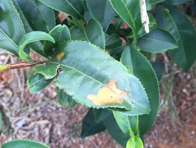 圖五、茶捲葉蛾危害茶樹病徵