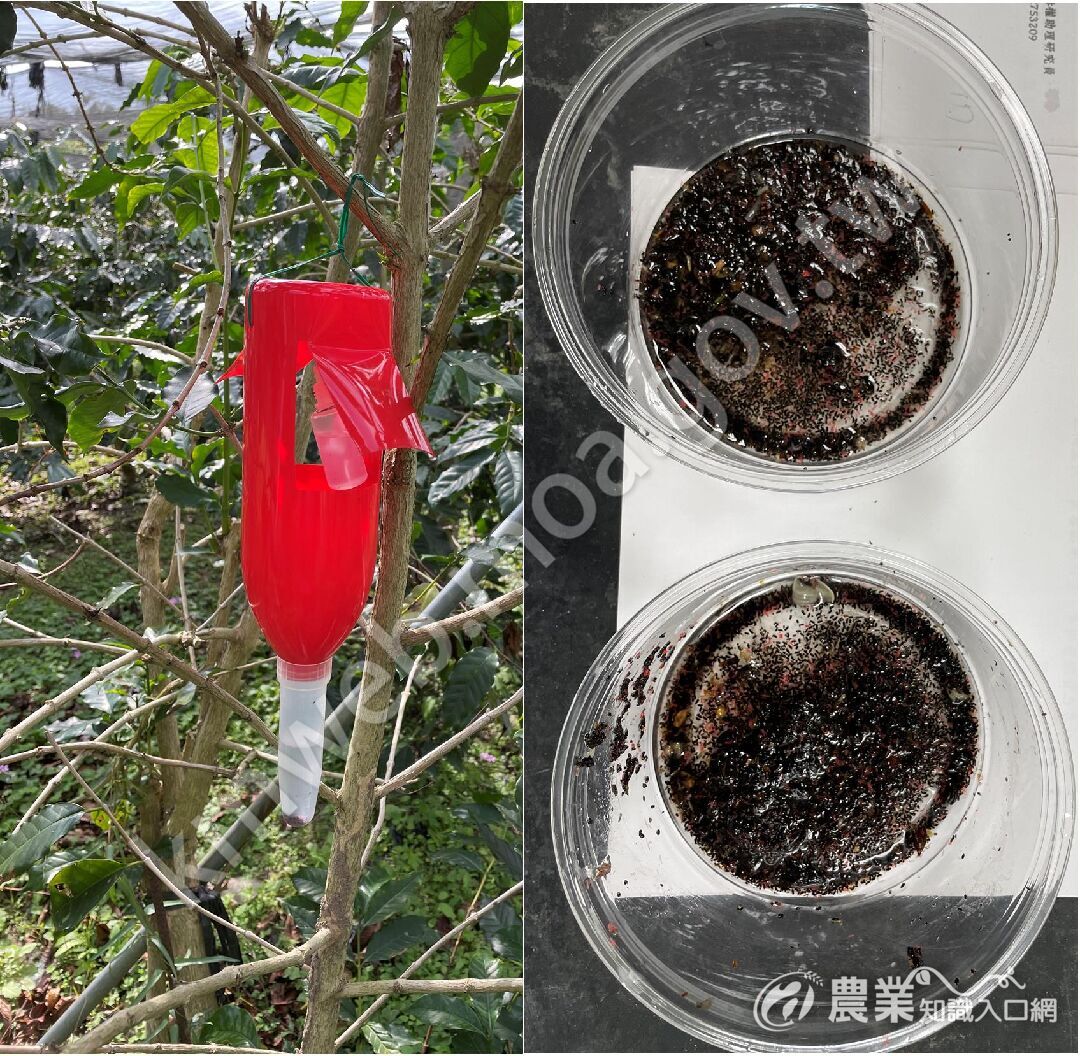 圖二、茶改場研發之改良式誘引器及誘捕蟲體,操作簡便且有效誘集在果實外飛行之蟲體 圖二、茶改場研發之改良式誘引器及誘捕蟲體,操作簡便且有效誘集在果實外飛行之蟲體