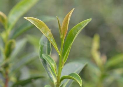 圖2、臺茶23號茶芽