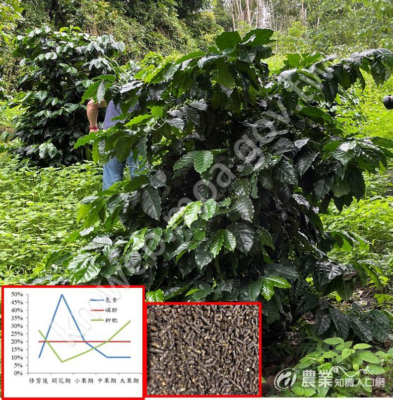圖三、依據咖啡整年度不同生育時期進行肥料配比及調整