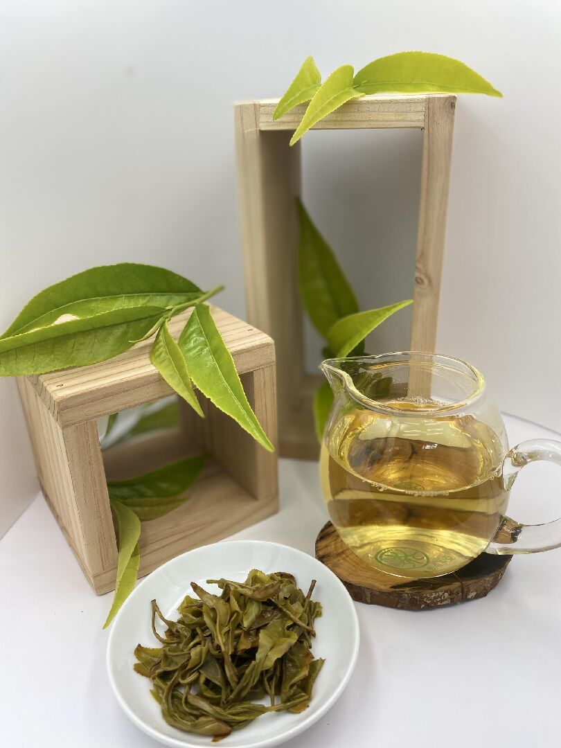 圖三、臺茶24號GABA烏龍茶之茶湯和葉底