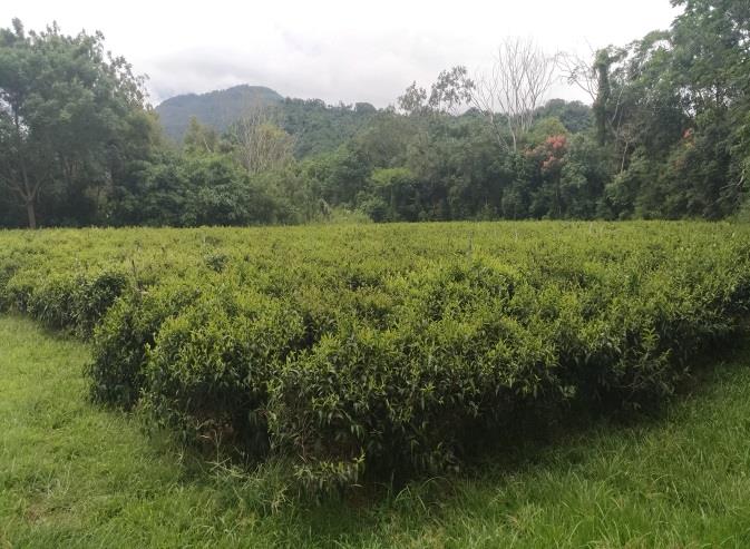 永康山茶茶樹生育情形