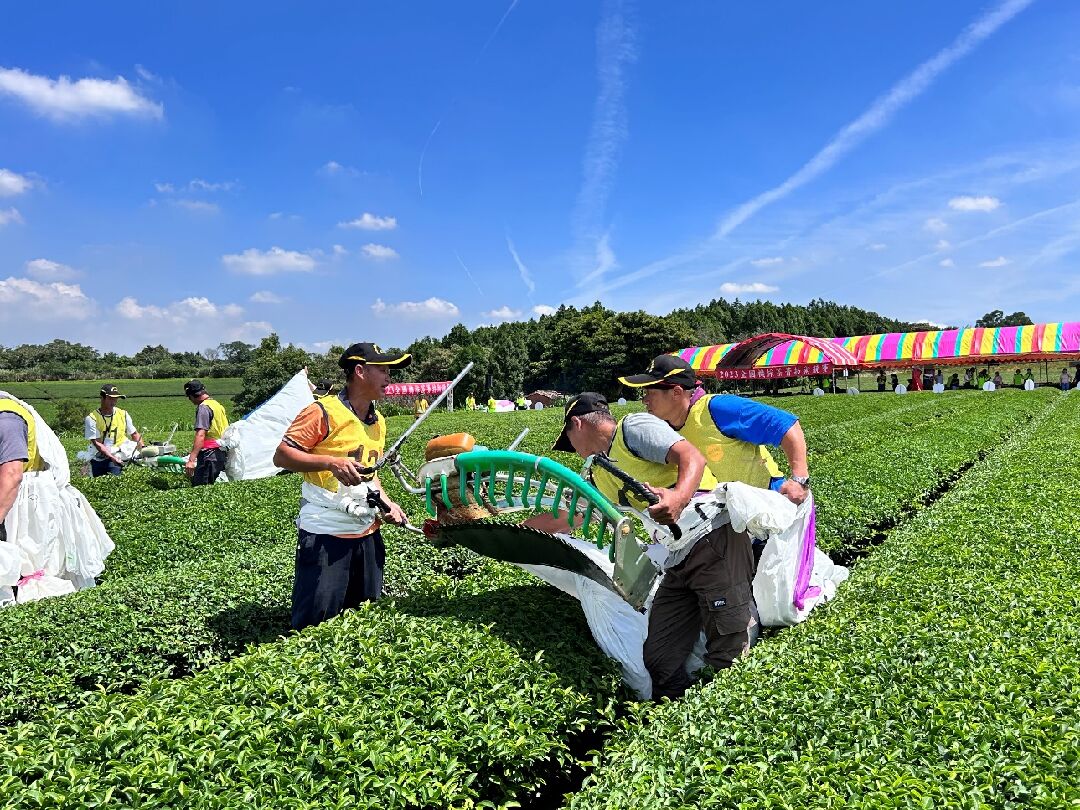 圖七、「2023全國機採茶菁技術競賽」新北市坪林區選手競賽情形