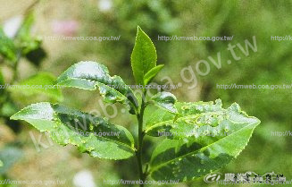 綠盲椿象危害28日後症狀