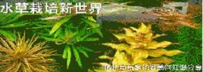 水草栽培新世界