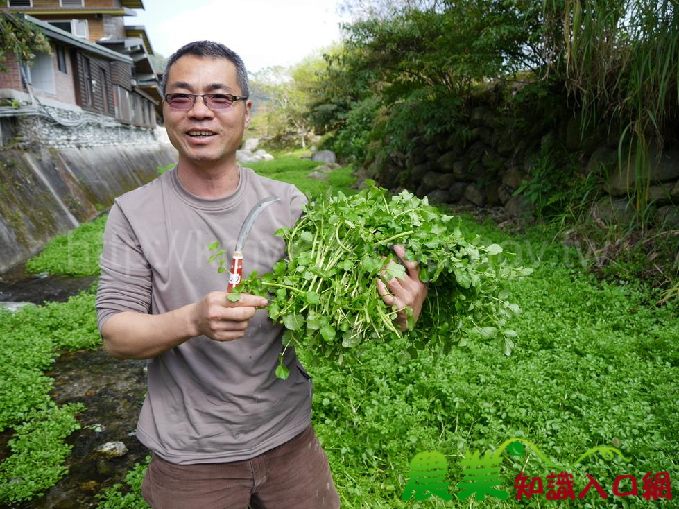 西洋菜營養價值頗高，花蓮縣光復鄉欣綠農園朱進郎視為水中珍饈，並開發成為該園主打特色料理。