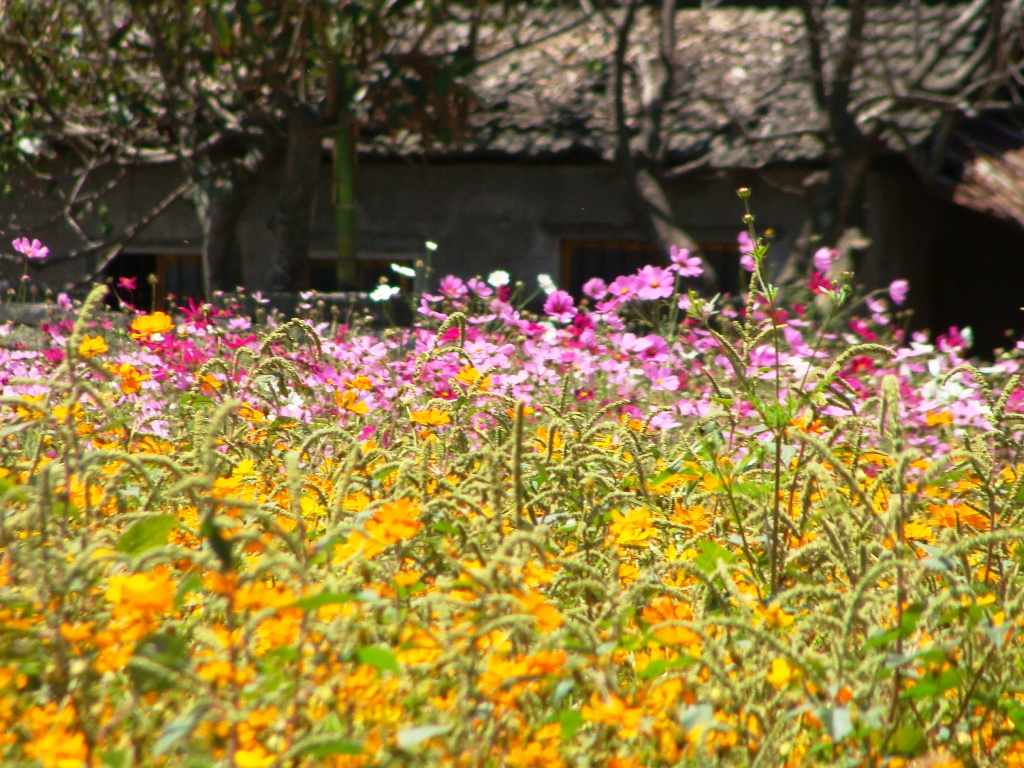 0990410香草節_(2)