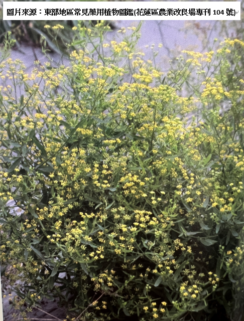 柴胡植株