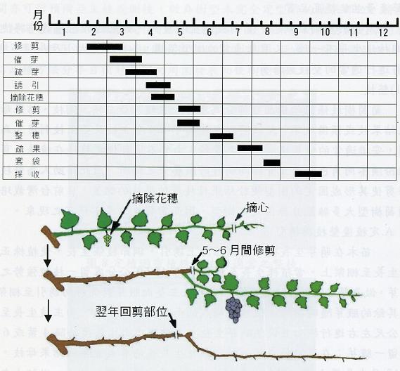 葡萄一年一收生產模式