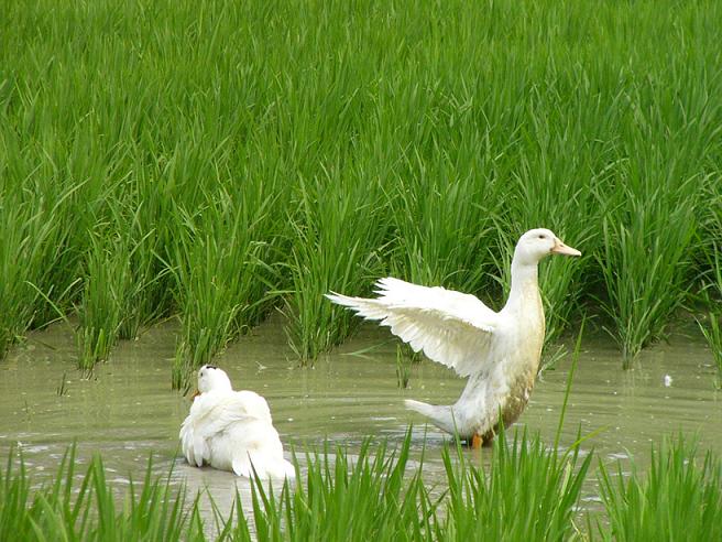 推展稻鴨共作,生產有機稻米(聯合知識庫授權)