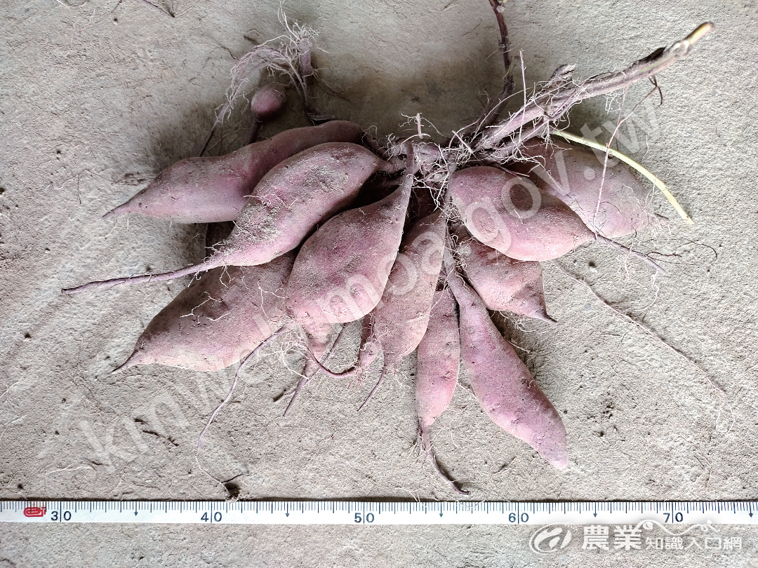 桃園4號 桃園4號