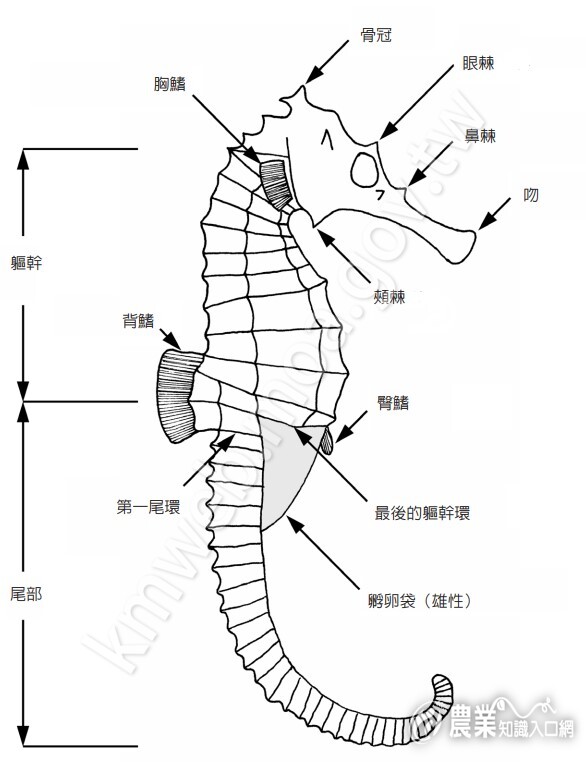 海馬全圖：側面觀01(1)