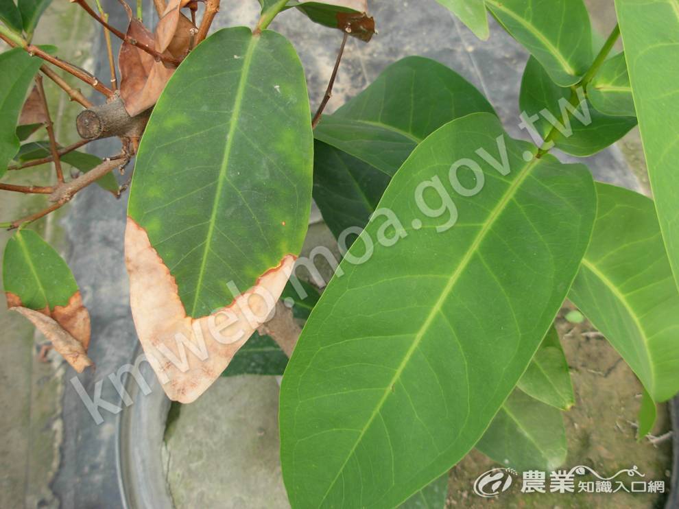 缺鉀葉尖焦枯