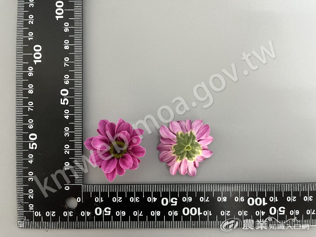 菊花-陰陽紫花朵照