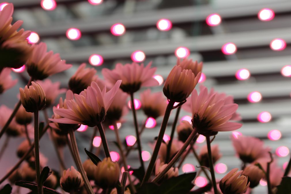 菊花遠紅光
