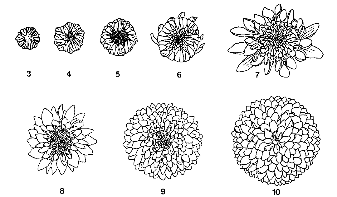 菊花成熟度 菊花花序發育階段