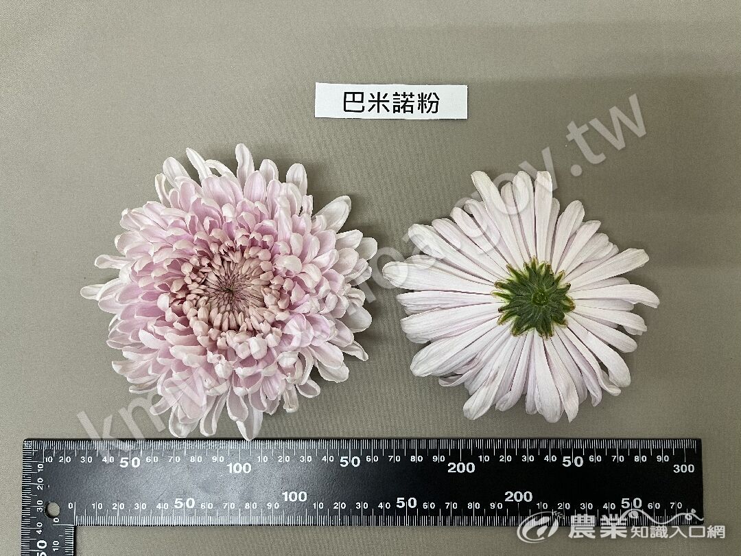 3_花朵照(巴米諾粉)