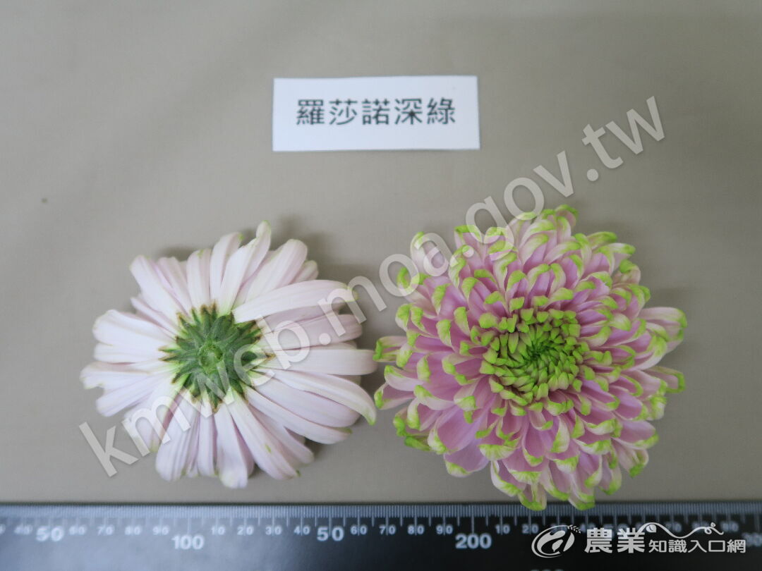 菊花新品種-羅莎諾深綠(花朵照)