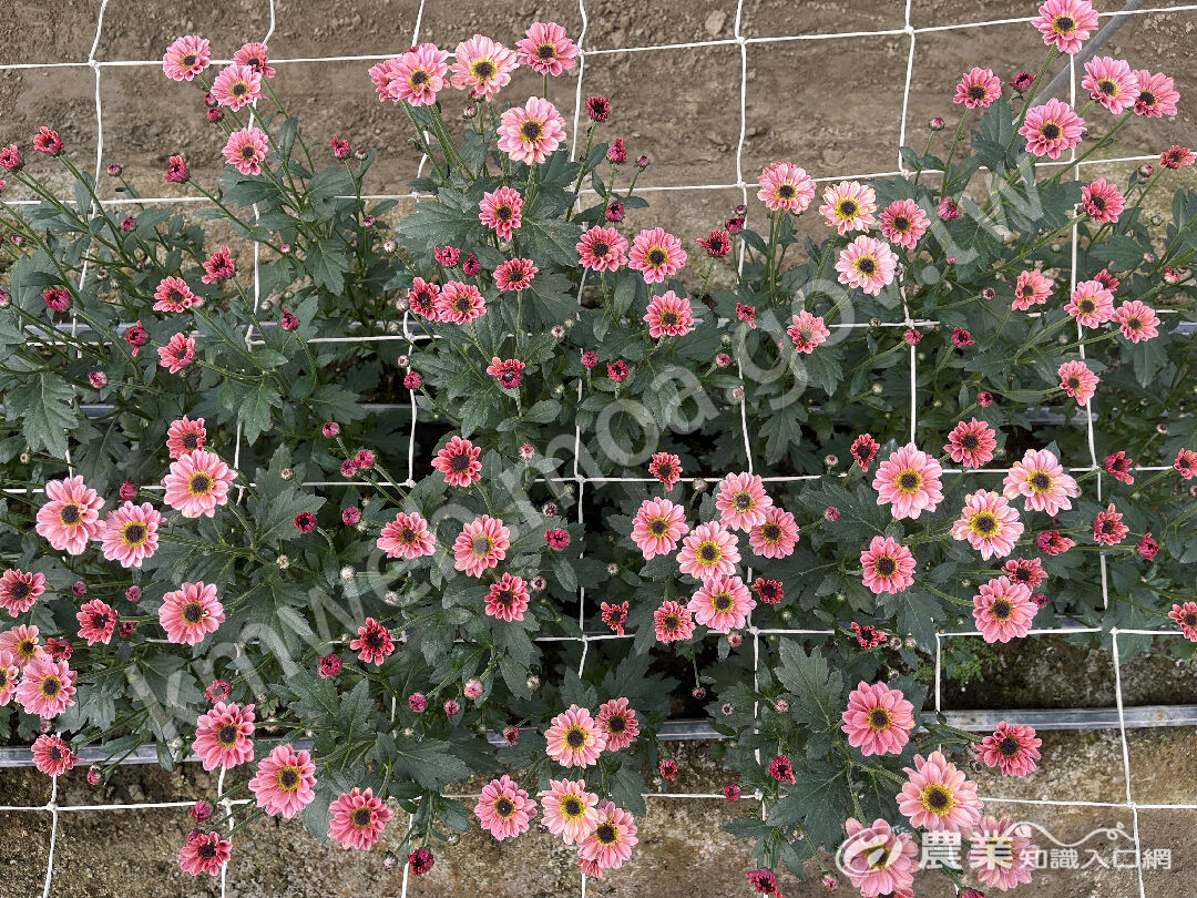 菊花-陰陽橙整體照