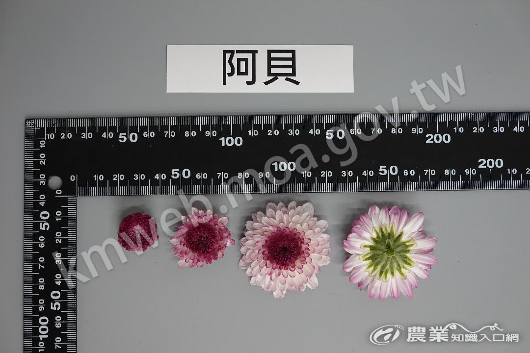 3_花朵照-阿貝