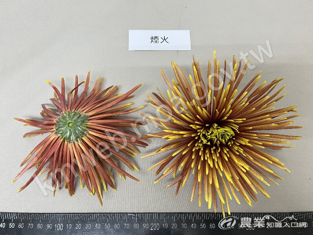 菊花新品種-煙火(花朵照)