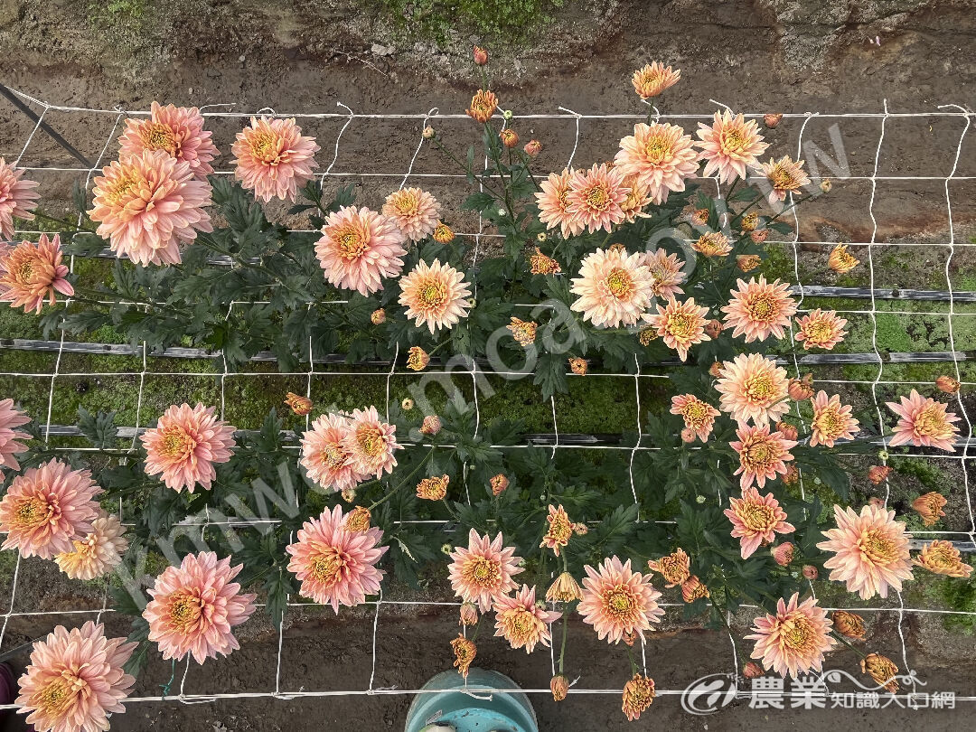 菊花-甜夢整體照