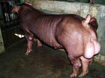 杜洛克最高價種公豬-冠俊