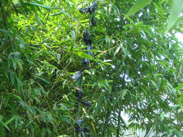 綠竹高壓繁殖