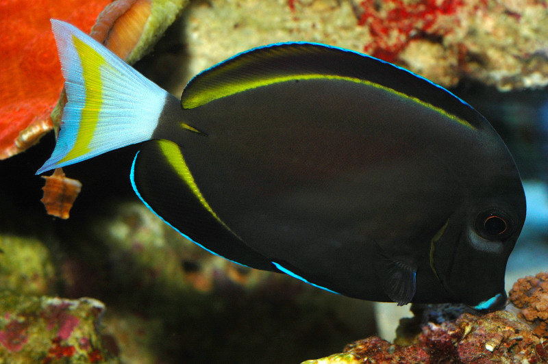 海水飼養環境中的藻類控制