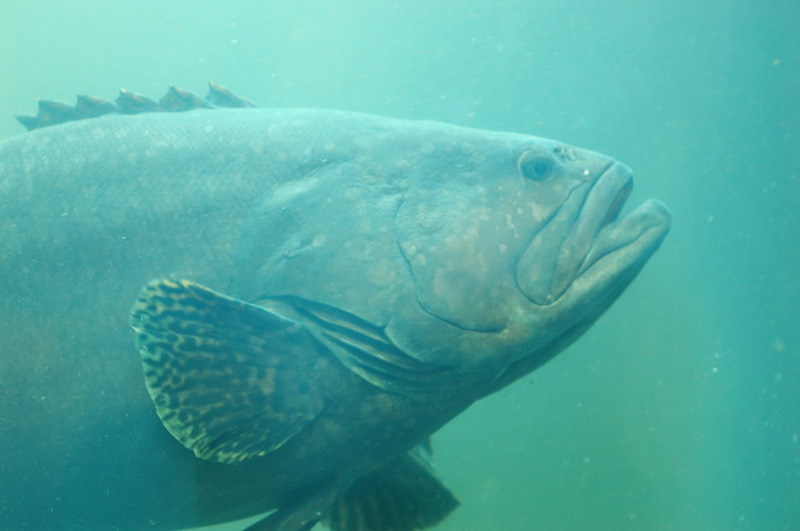 鞍帶石斑魚種魚